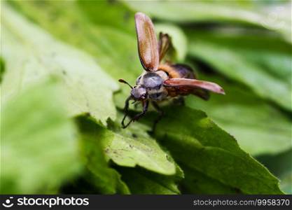 The may beetle. A May beetle, spreading its wings, takes off from a green leaf.