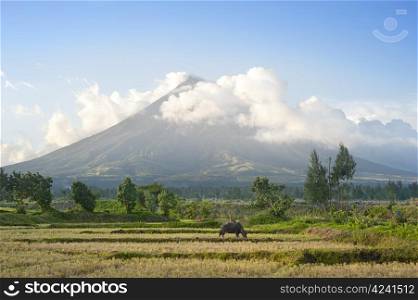 The Mayon Volcano - active volcano rising 2,462 metres, known as the most perfectly cone-shaped volcano.Location on Luzon island, Philippines