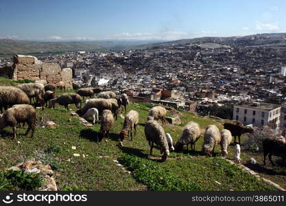 The Medina of old City in the historical Town of Fes in Morocco in north Africa.. AFRICA MAROCCO FES