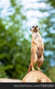 The meerkat attitude is the best surveillance system. He controls the territory and provide protection for the group. Useful for concept of security, alert and vigilance.