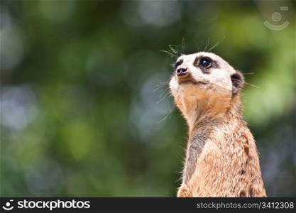 The meerkat or suricate, Suricata suricatta, is a small mammal belonging to the mongoose family.