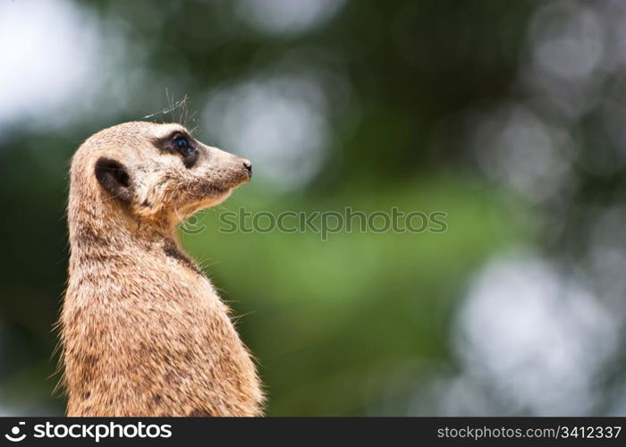 The meerkat or suricate, Suricata suricatta, is a small mammal belonging to the mongoose family.