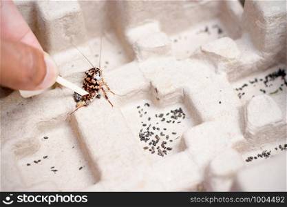 The men's hand is using to kill the cockroach as it dwells and fondle it in a brown paper box.