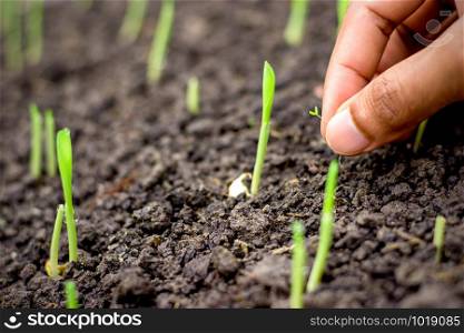 The men&rsquo;s right hand is pulling weeds growing around the seedlings of corn, Agricultural concept.