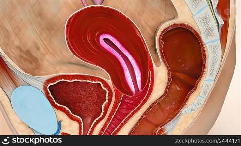 The menstrual cycle is the regular natural change that occurs in the female reproductive system, making the pregnancy possible. 3d illustration. 3D Medical illustration Female Reproductive System, Menstrual Cycle
