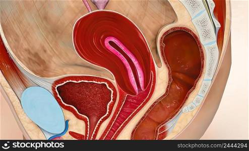 The menstrual cycle is the regular natural change that occurs in the female reproductive system, making the pregnancy possible. 3d illustration. 3D Medical illustration Female Reproductive System, Menstrual Cycle