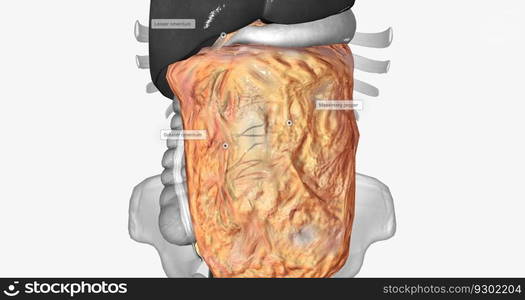 The mesenteries are the double layers or folds of the peritoneum in the abdomen that connect the organs. 3D rendering. The mesenteries are the double layers or folds of the peritoneum in the abdomen that connect the organs.