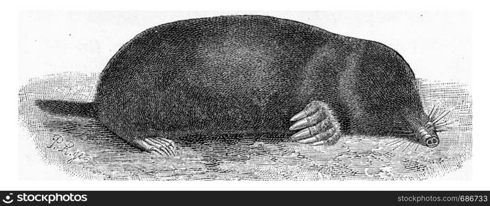 The Mole, Talpa europaea, vintage engraved illustration. From Deutch Vogel Teaching in Zoology.