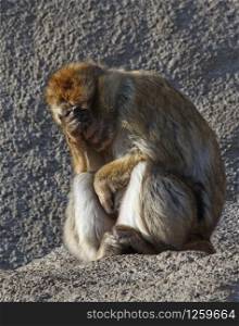The monkey is tired, sad.. tired