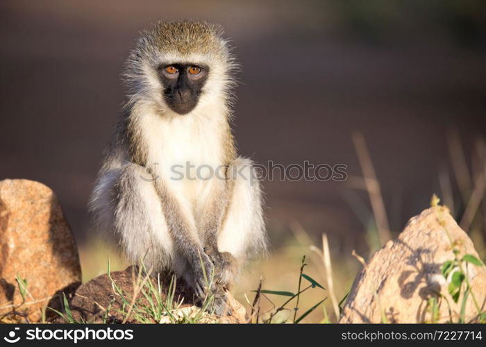 The monkey sits and looks around. A monkey sits and looks around