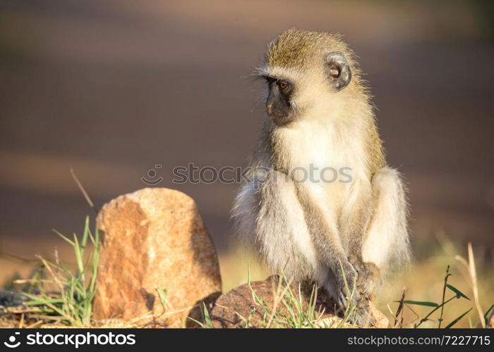 The monkey sits and looks around. A monkey sits and looks around