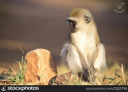 The monkey sits and looks around. A monkey sits and looks around