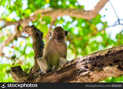 the monkey sits on the tree and looks at the frame