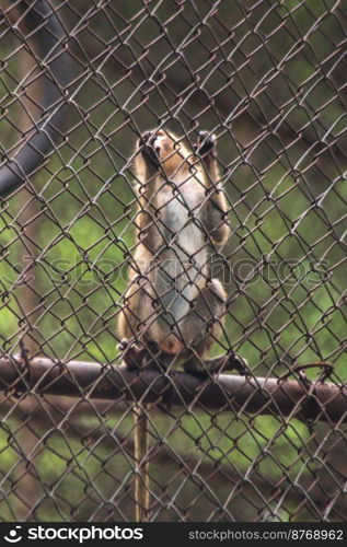 The monkey was trapped in a steel mesh cage. His eyes seemed to have no freedom.