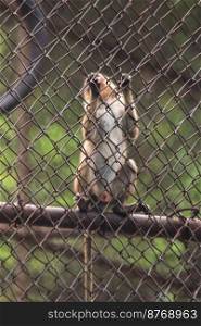 The monkey was trapped in a steel mesh cage. His eyes seemed to have no freedom.