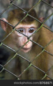 The monkey was trapped in a steel mesh cage. His eyes seemed to have no freedom.