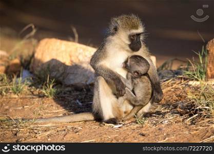 The monkey with a baby monkey in the arm. A monkey with a baby monkey in the arm