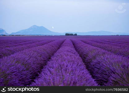 the moon above lavender field in summer purple aromatic flowers near valensole in provence france