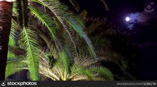 The moon comes out from behind some clouds over a tropical palm scene