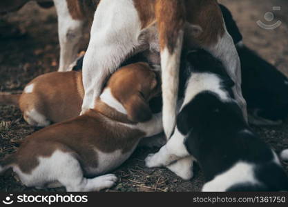 The mother dog is feeding the puppy, begle puppy dogs