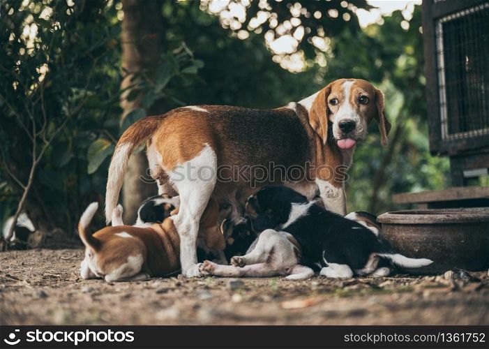 The mother dog is feeding the puppy, begle puppy dogs