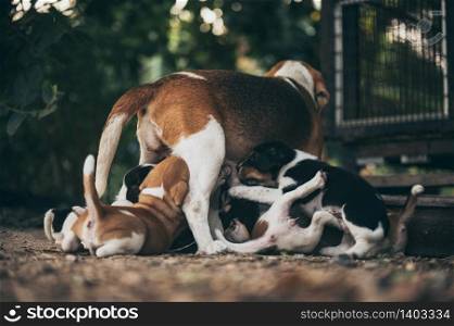 The mother dog is feeding the puppy, begle puppy dogs