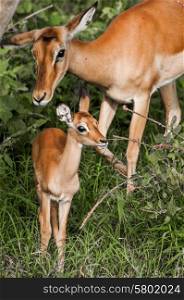 The mother impala follow her recently born kid as they walk through the narrow paths of the thicked in the Nakuru National Park in Kenya.