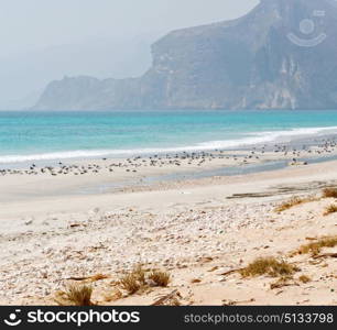 the mountain and sea seagull full in oman coastline of salalah