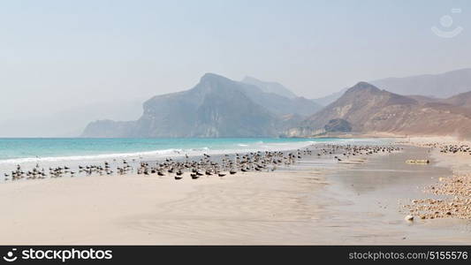 the mountain and sea seagull full in oman coastline of salalah