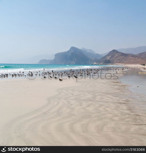 the mountain and sea seagull full in oman coastline of salalah