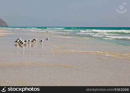 the mountain and sea seagull full in oman coastline of salalah