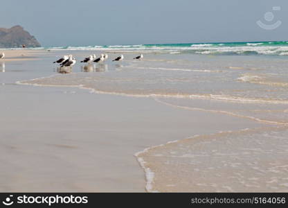 the mountain and sea seagull full in oman coastline of salalah