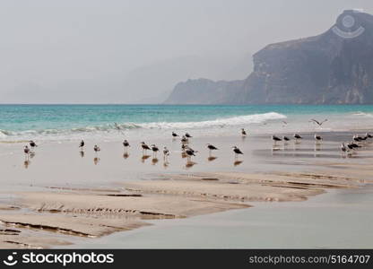 the mountain and sea seagull full in oman coastline of salalah