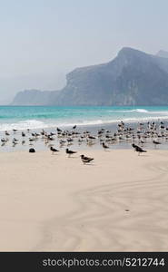 the mountain and sea seagull full in oman coastline of salalah