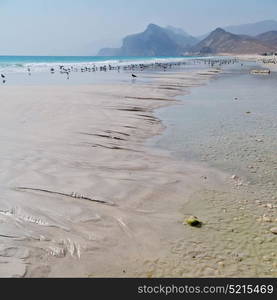 the mountain and sea seagull full in oman coastline of salalah