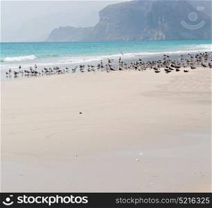 the mountain and sea seagull full in oman coastline of salalah