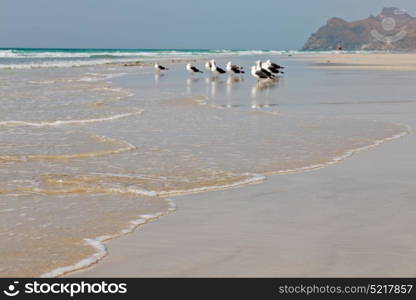 the mountain and sea seagull full in oman coastline of salalah