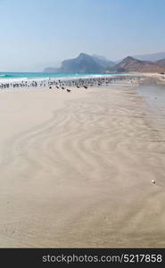 the mountain and sea seagull full in oman coastline of salalah