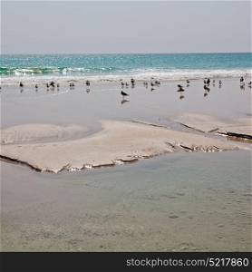 the mountain and sea seagull full in oman coastline of salalah