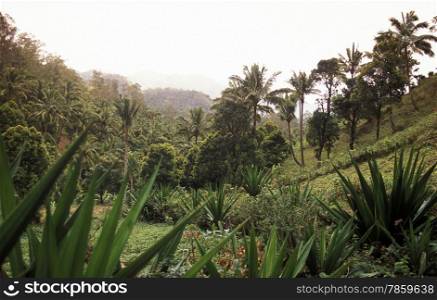 the mountain Landscape on the Island of Anjouan on the Comoros Ilands in the Indian Ocean in Africa. . AFRICA COMOROS ANJOUAN
