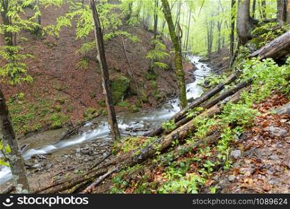 The mountain river overcomes forest debris and stone rapids flowing along the slope of a rainy wet spring forest.. The mountain river flows along the slope of a damp spring forest.