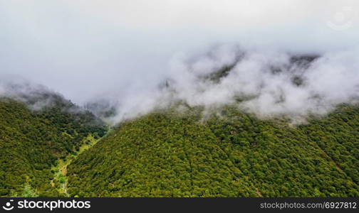 The mountain slope in lying cloud with the evergreen conifers shrouded in mist in a scenic landscape view