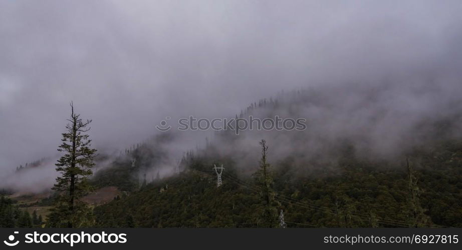 The mountain slope in lying cloud with the evergreen conifers shrouded in mist in a scenic landscape view