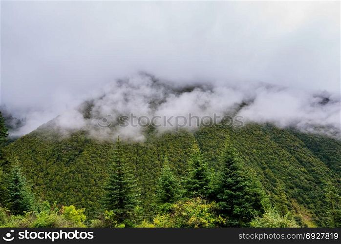 The mountain slope in lying cloud with the evergreen conifers shrouded in mist in a scenic landscape view