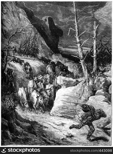 The mountains seem to leap, cows down by troops panicked and flow into the ravines, vintage engraved illustration. Journal des Voyage, Travel Journal, (1880-81).