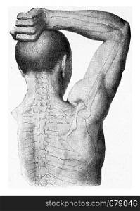 The muscles of the arm of the man hand being lifted, vintage engraved illustration. From the Universe and Humanity, 1910.