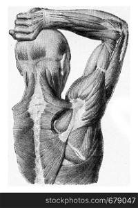 The muscles of the arm of the man hand being lifted, vintage engraved illustration. From the Universe and Humanity, 1910.