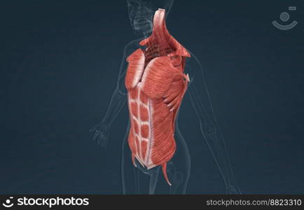 The muscles of the trunk include those that move the vertebral column, the muscles that form the thoracic and abdominal walls, and those that cover the pelvic outlet 3D illustration. Female Trunk muscles are the muscles that cover the trunk