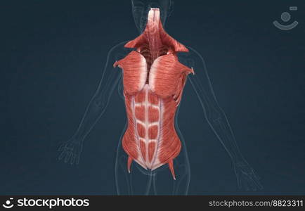 The muscles of the trunk include those that move the vertebral column, the muscles that form the thoracic and abdominal walls, and those that cover the pelvic outlet 3D illustration. Female Trunk muscles are the muscles that cover the trunk