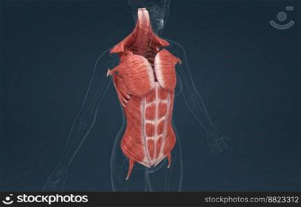 The muscles of the trunk include those that move the vertebral column, the muscles that form the thoracic and abdominal walls, and those that cover the pelvic outlet 3D illustration. Female Trunk muscles are the muscles that cover the trunk